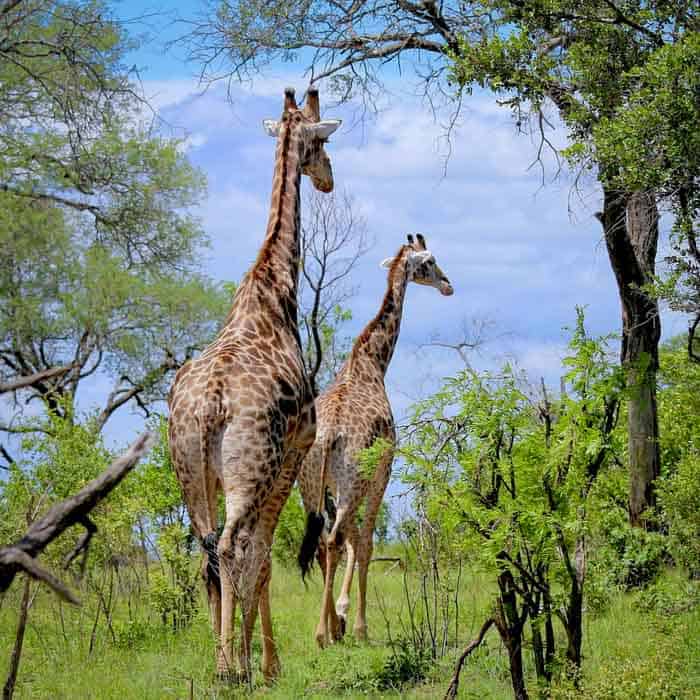 Itineraries/Africa